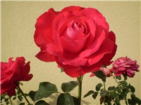 3d9c8077-Picture 5315.jpg